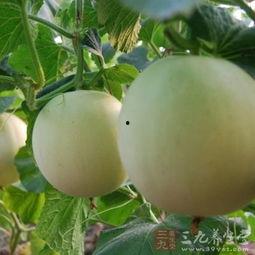 吃绿瓜嗓子痒,揭秘嗓子痒的秘密