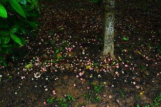 吃瓜神秘花园,探寻瓜界奇观背后的秘密