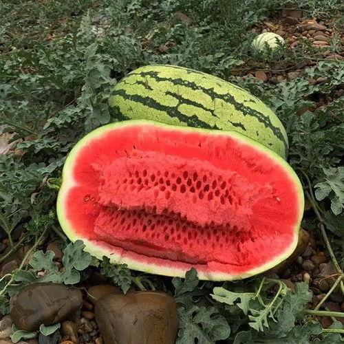 免费吃瓜是什么感觉,揭秘瓜界自由食客的心声