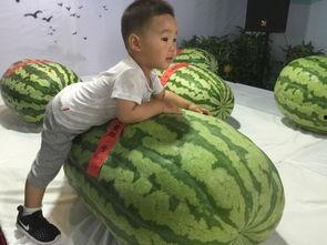 滨海吃瓜群众事件,揭秘网络舆论的风暴与反思