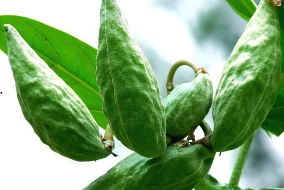 孕妇吃角瓜好处,角瓜的营养益处与孕妇健康