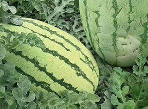 描写吃瓜的样子