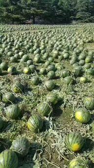 真实事件吃瓜,一场轰动网络的食品安全事件始末