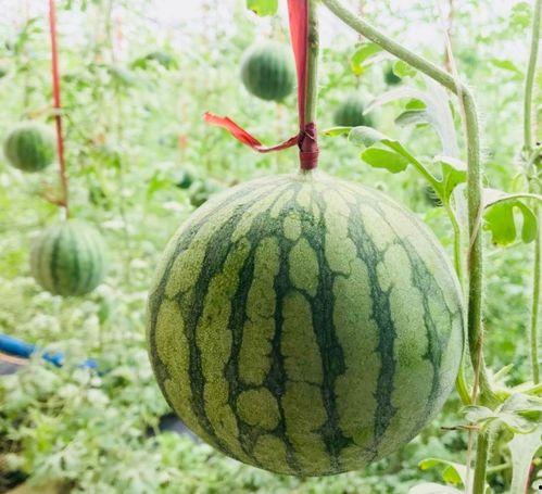 真实事件吃瓜,一场轰动网络的食品安全事件始末