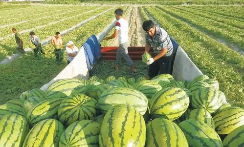 外网看云南大妈吃瓜,瓜果盛宴中的生活画卷