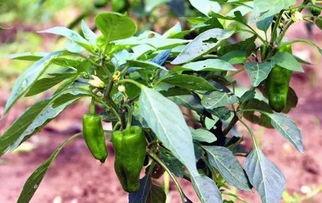 吃瓜花果山,吃瓜背后的神秘传说