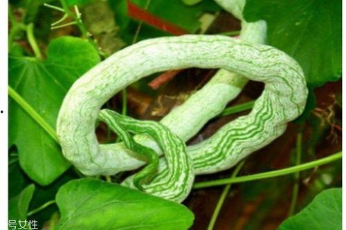 蛇瓜怎么吃才好吃,解锁多种烹饪技巧，尽享田园风味