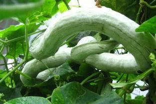 蛇瓜怎么吃才好吃,解锁多种烹饪技巧，尽享田园风味