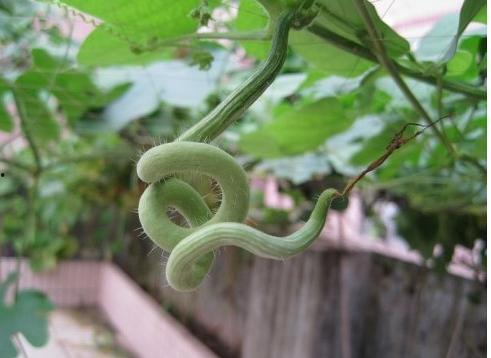 蛇瓜怎么吃才好吃,解锁多种烹饪技巧，尽享田园风味
